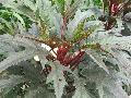 Red Okra / Abelmoschus esculentus  